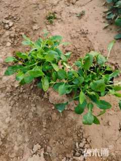高度15厘米美丽月见草