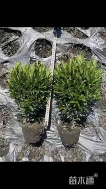 高度30厘米瓜子黄杨