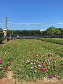 高度5厘米太阳花