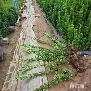 高度170厘米北海道黄杨