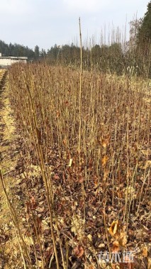 高度50厘米杜仲小苗