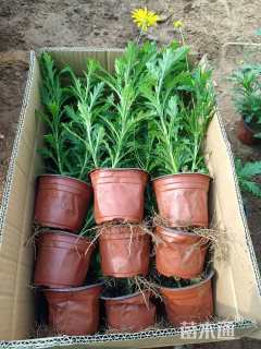 高度12厘米黄金菊