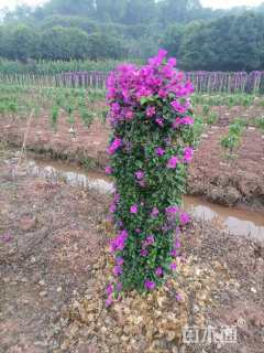 高度150厘米紫花三角梅