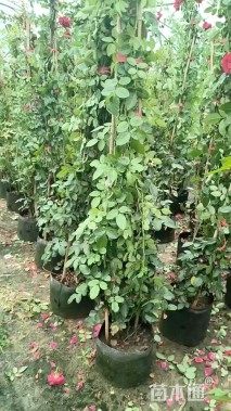 高度80厘米月季