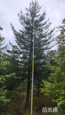 20公分北美红杉