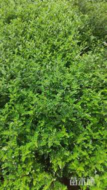 高度30厘米胡椒木