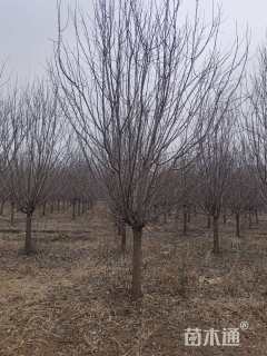 10公分绚丽海棠