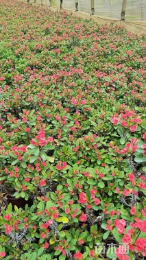 高度20厘米虎刺梅