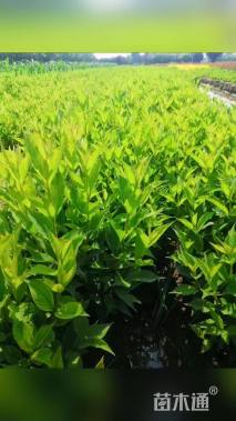 高度30厘米红王子锦带