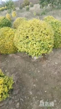 冠幅80厘米亮晶女贞球