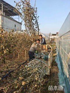 高度280厘米木绣球