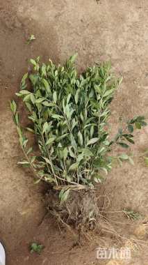 高度40厘米小叶栀子