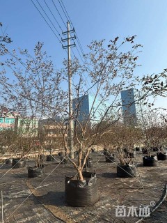 高度350厘米红花继木