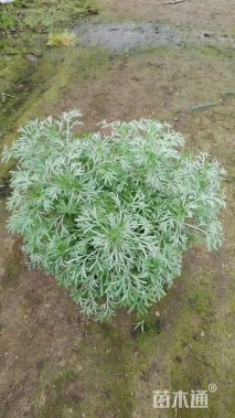 朝雾草