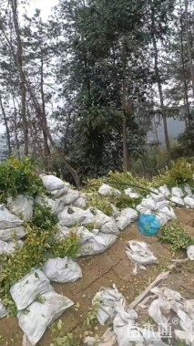 高度30厘米毛鹃