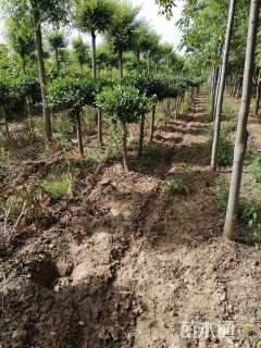 4公分高杆卫矛球