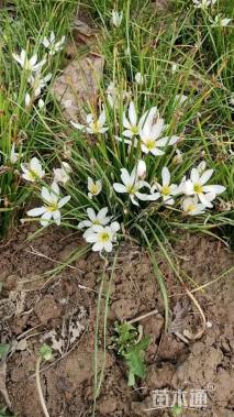 高度50厘米葱兰