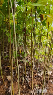 高度60厘米马褂木小苗