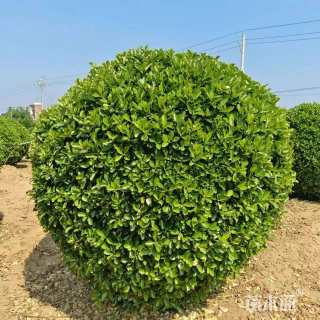 高度150厘米黄杨