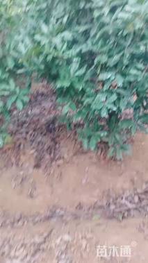 高度250厘米中华石楠