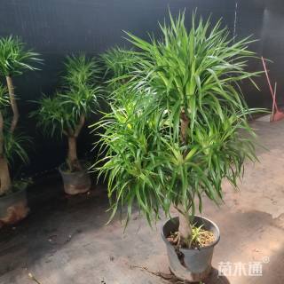 高度120厘米多头龙血树