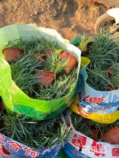 高度5厘米常夏石竹