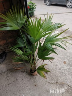 裸干高10厘米蒲葵