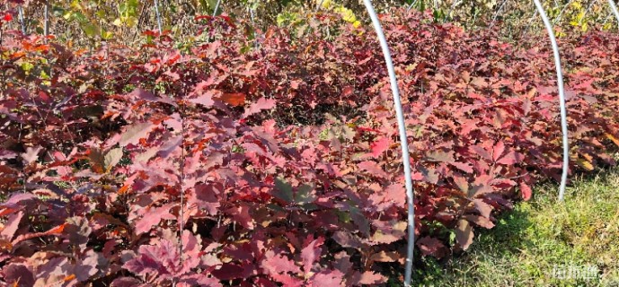 5公分北美红栎