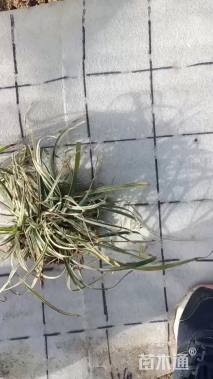 高度10厘米银边麦冬