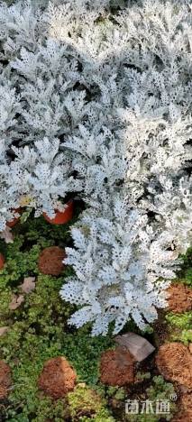 高度25厘米银叶菊