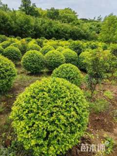 冠幅80厘米金叶女贞球