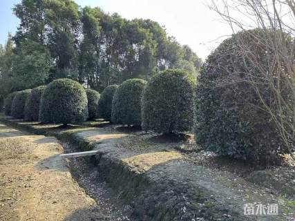 冠幅250厘米桂花球