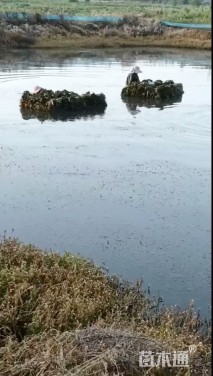 高度30厘米苦草