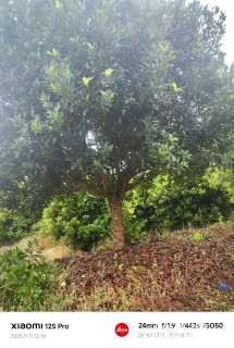 13公分高杆杨梅