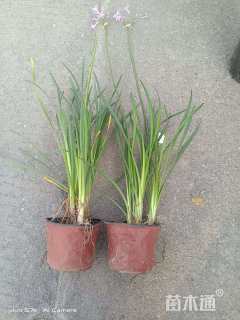 高度30厘米紫娇花