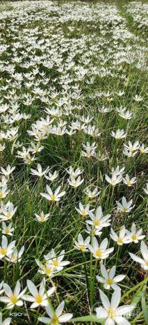 高度10厘米葱兰