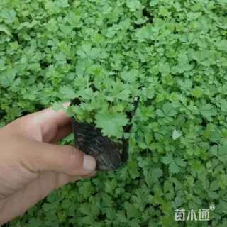 高度20厘米委陵菜