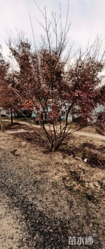 高度280厘米丛生鸡爪槭