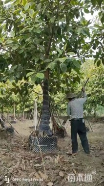 15公分花叶富贵榕