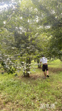 高度500厘米丛生三角枫