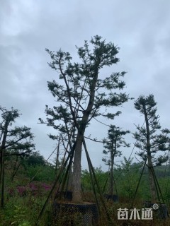 江南油杉