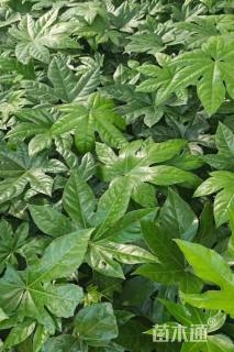 高度25厘米八角金盘小苗