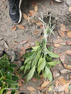 高度35厘米洒金珊瑚