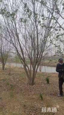 高度700厘米丛生三角枫