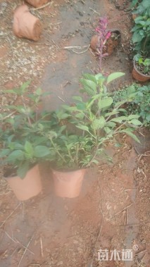 高度30厘米一串红