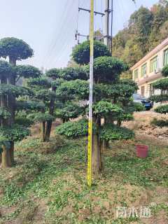 高度150厘米小叶女贞