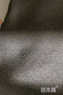 玫红太阳花种子太阳花种子