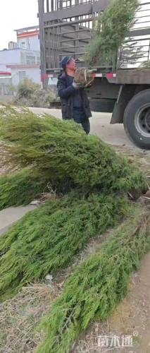 高度150厘米塔柏