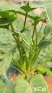 高度30厘米仙羽蔓绿绒