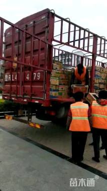 高度20厘米万寿菊